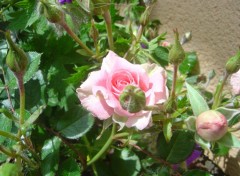 Fonds d'cran Nature Rose du jardin