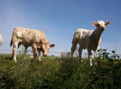 Fonds d'cran Animaux Petits veaux curieux!