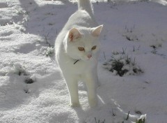 Wallpapers Animals Mon chat dans la neige