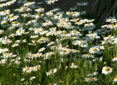 Fonds d'cran Nature marguerites