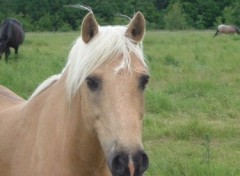 Fonds d'cran Animaux Caramel