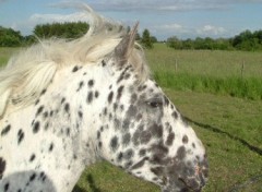 Fonds d'cran Animaux Damlatien