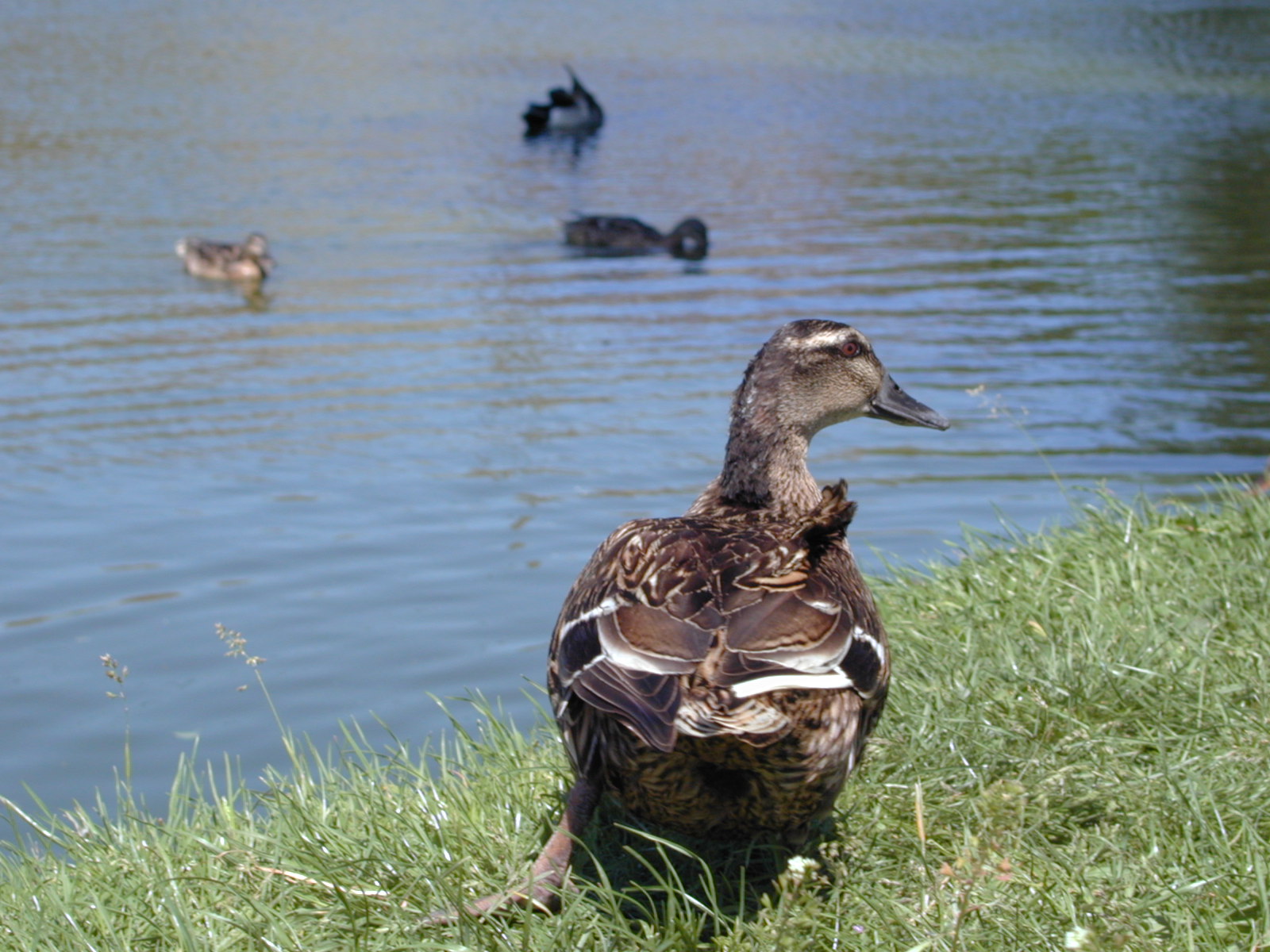 Wallpapers Animals Birds - Ducks Suzon