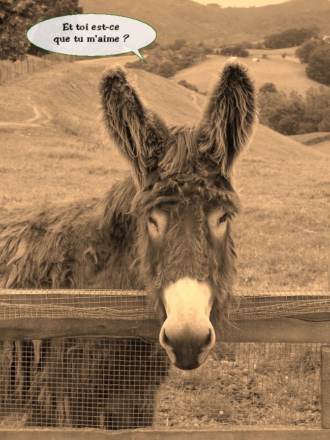 Fonds d'cran Animaux Anes declaration