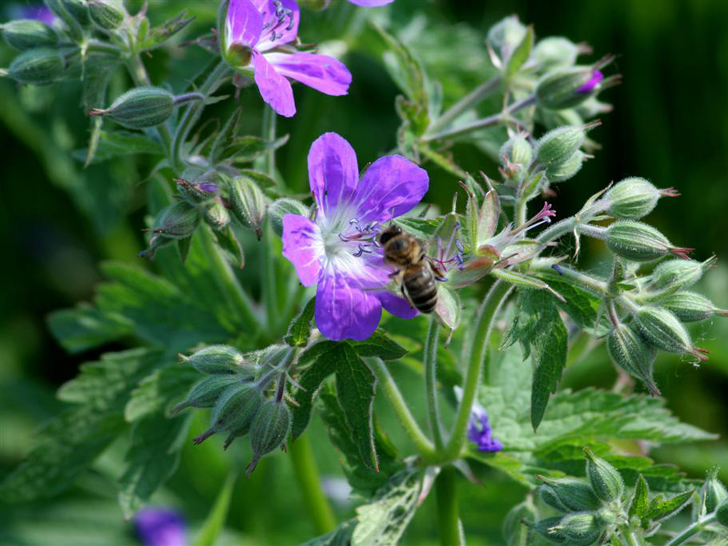 Wallpapers Nature Flowers beaux tableaux florale