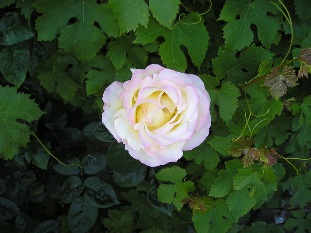 Fonds d'cran Nature Fleurs rose