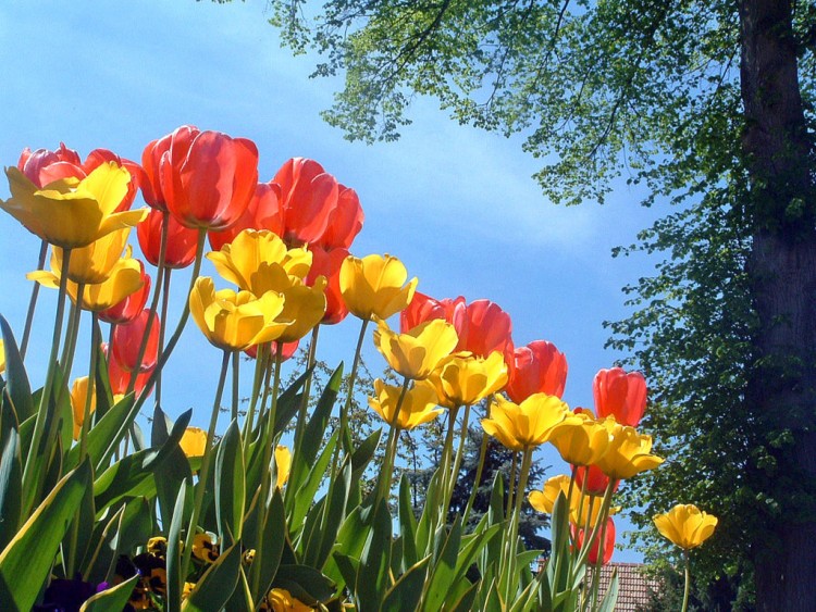 Wallpapers Nature Flowers En parade...