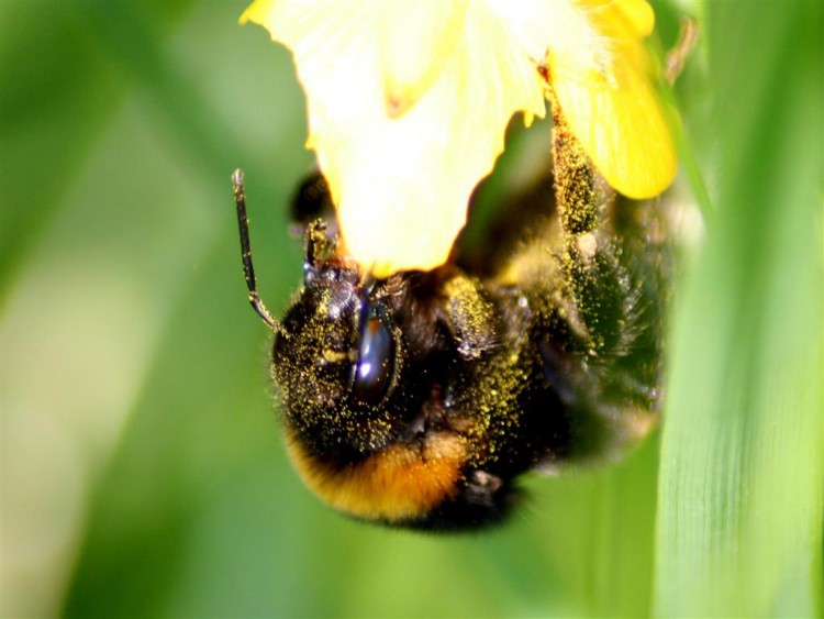 Fonds d'cran Animaux Insectes - Abeilles Gupes ... bourdon