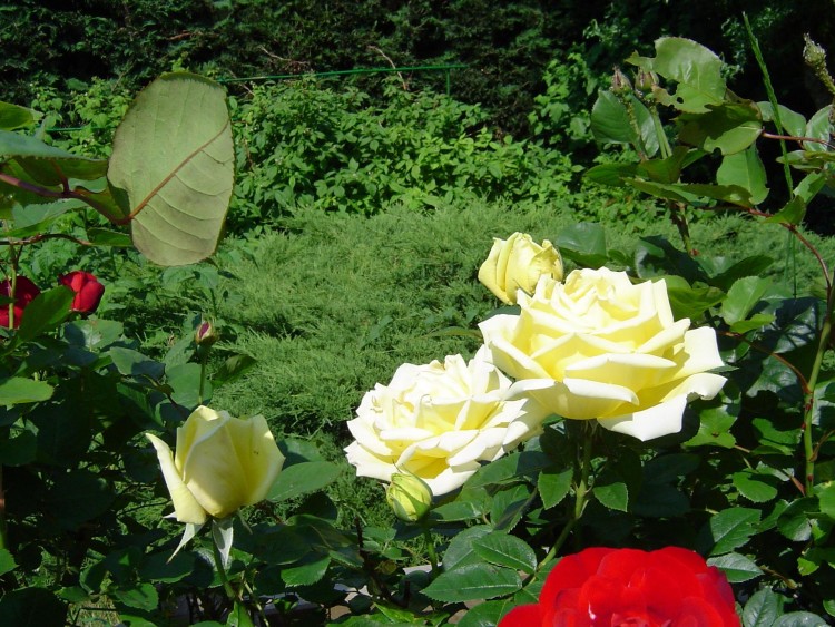 Fonds d'cran Nature Fleurs Roses jaune