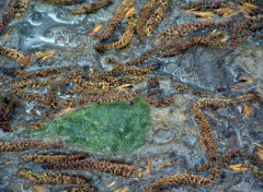 Fonds d'cran Nature Il  y a des bulles dans l'eau !