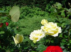 Fonds d'cran Nature Roses jaune