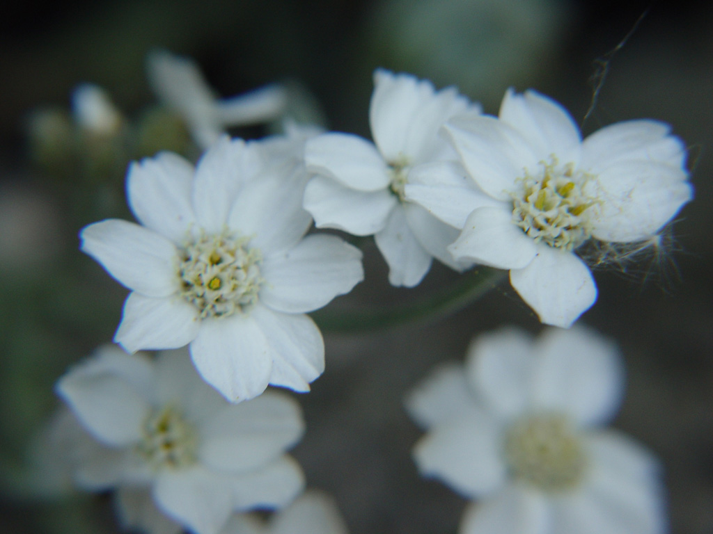 Wallpapers Nature Flowers 