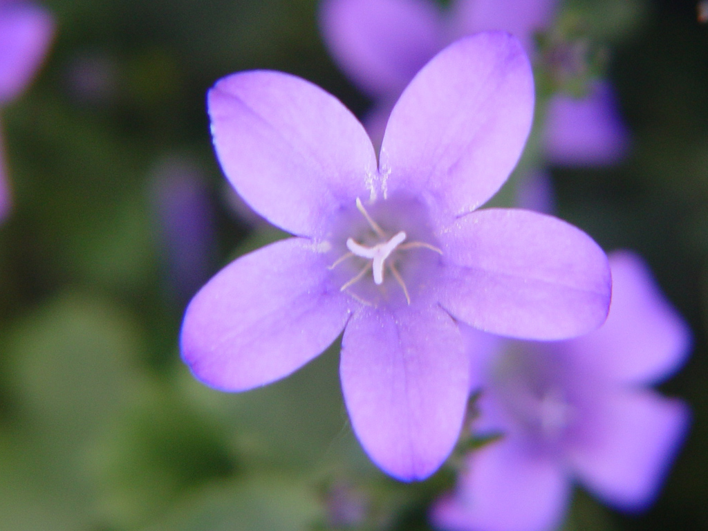 Fonds d'cran Nature Fleurs 