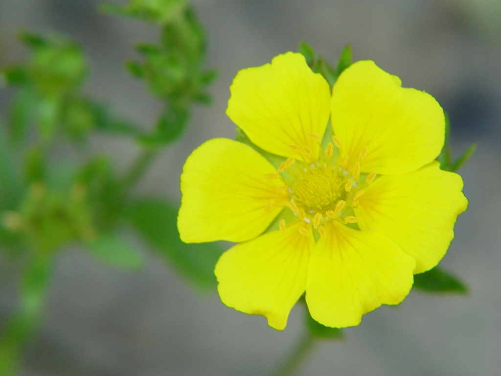 Fonds d'cran Nature Fleurs 