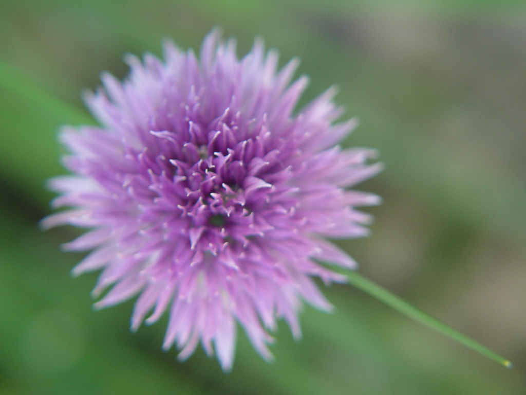 Fonds d'cran Nature Fleurs 