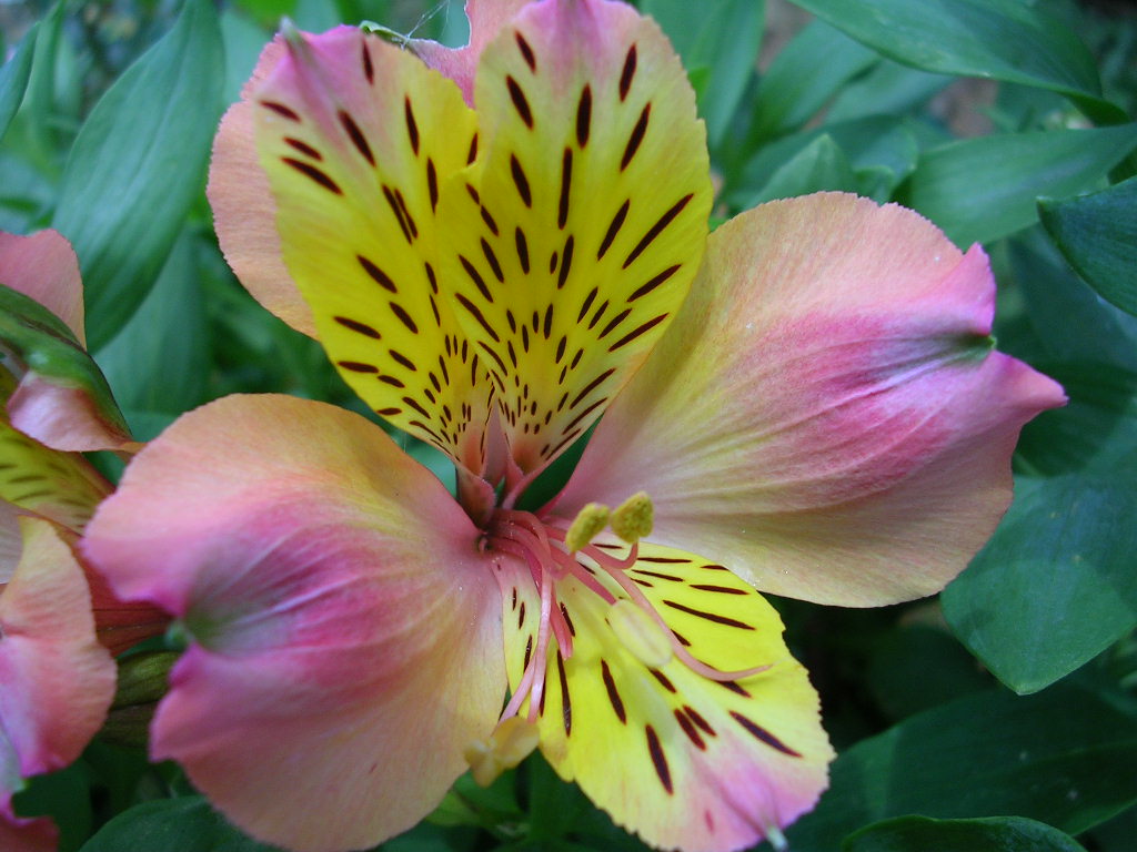 Wallpapers Nature Flowers lys des incas