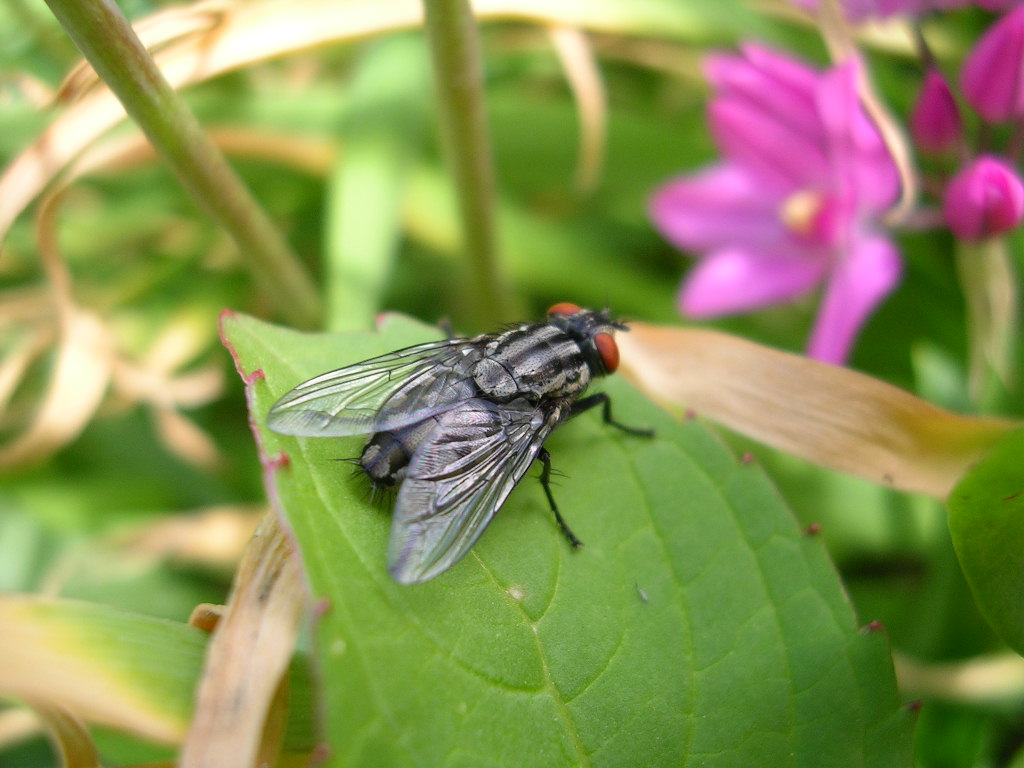 Wallpapers Animals Insects - Flies Rencontre insolite