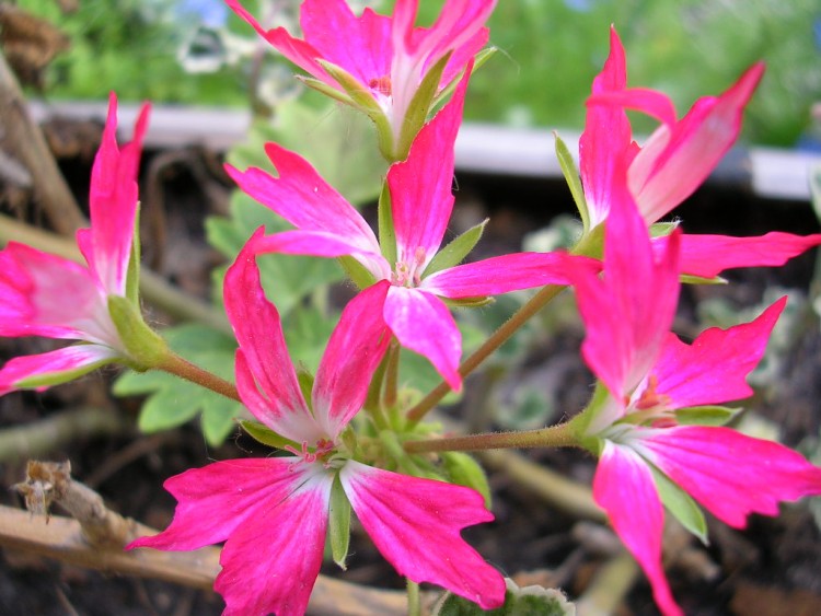 Fonds d'cran Nature Fleurs granium