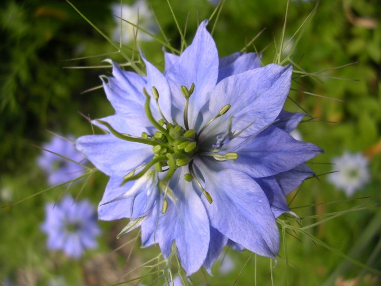 Fonds d'cran Nature Fleurs Nigelle de damas