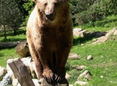 Fonds d'cran Animaux ours des pyrennees