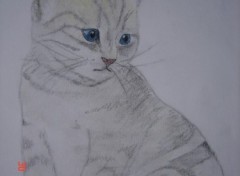 Fonds d'cran Art - Crayon Chaton