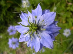 Fonds d'cran Nature Nigelle de damas