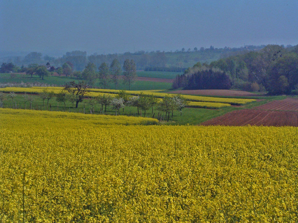 Fonds d'cran Voyages : Europe France > Alsace Colza !