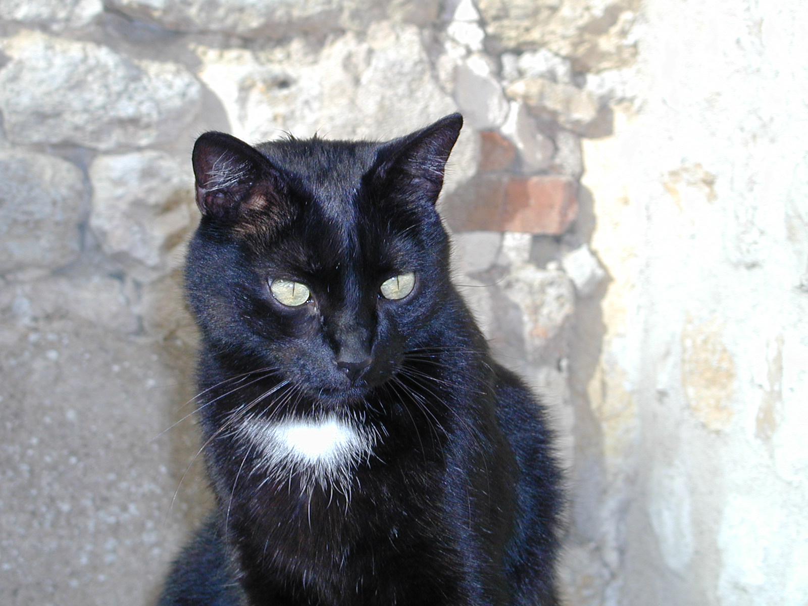 Fonds d'cran Animaux Chats - Chatons Tizizou