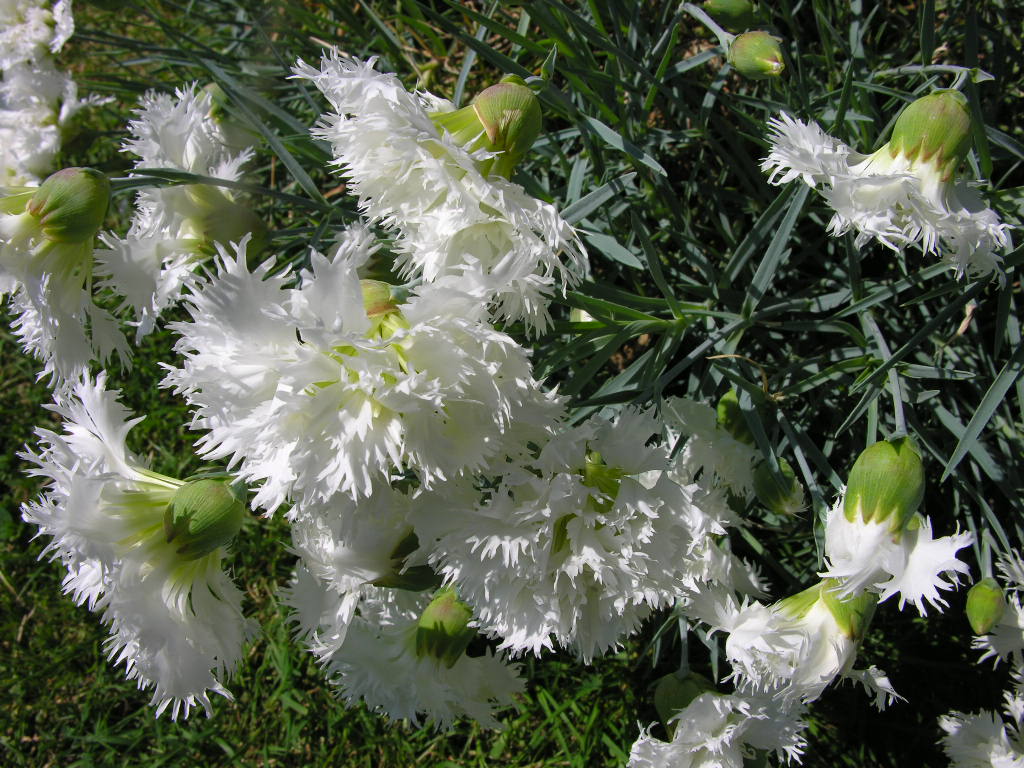 Fonds d'cran Nature Fleurs 