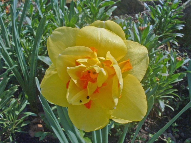 Fonds d'cran Nature Fleurs Le soleil tape, Parasol  insectes....