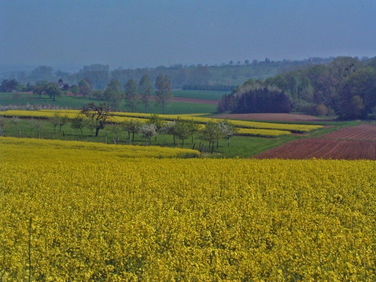 Wallpapers Trips : Europ France > Alsace Colza !