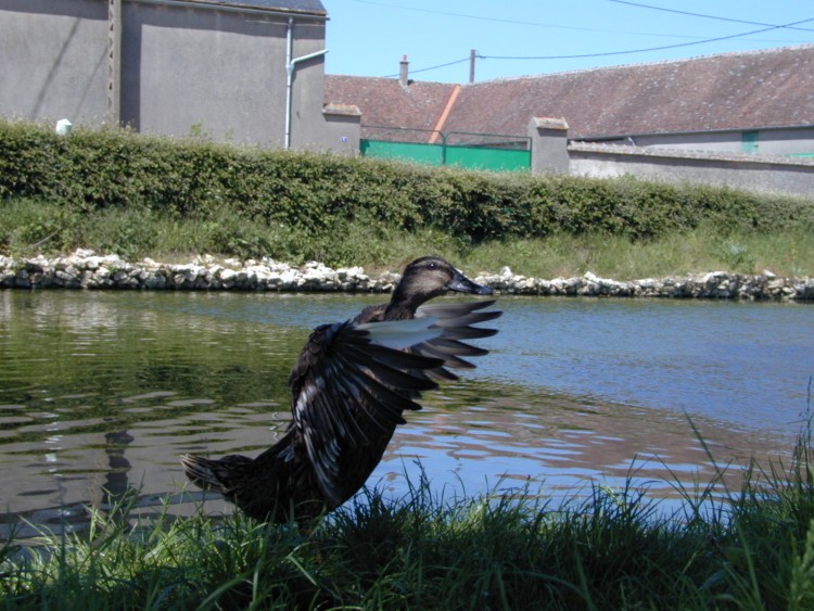 Wallpapers Animals Birds - Ducks La cane de Jeanne