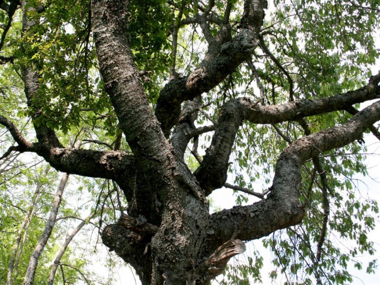 Fonds d'cran Nature Arbres - Forts sac de noeud