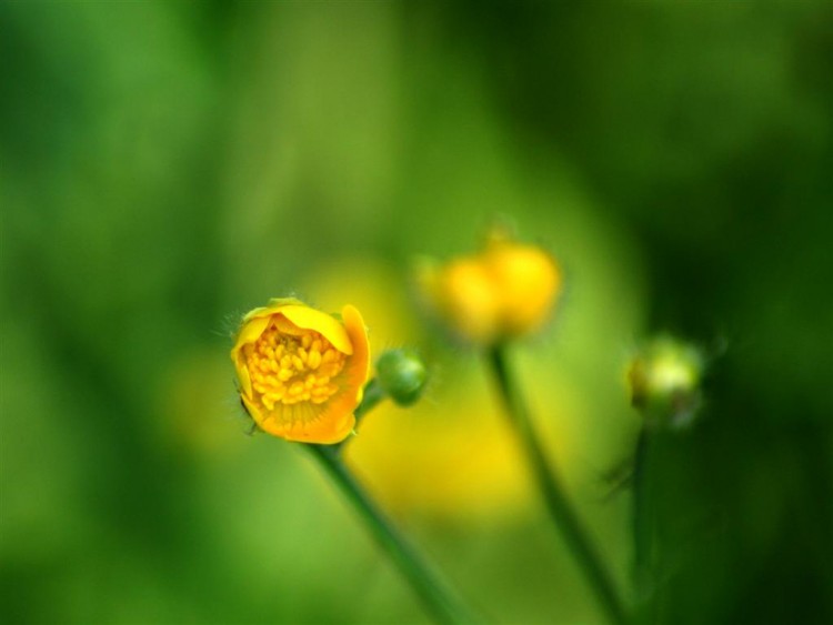 Fonds d'cran Nature Fleurs bouton d'or