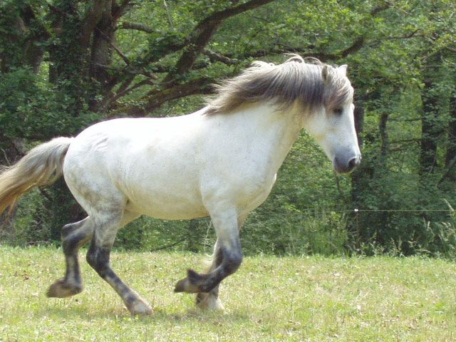 Fonds d'cran Animaux Chevaux bAnDiT