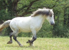 Fonds d'cran Animaux bAnDiT