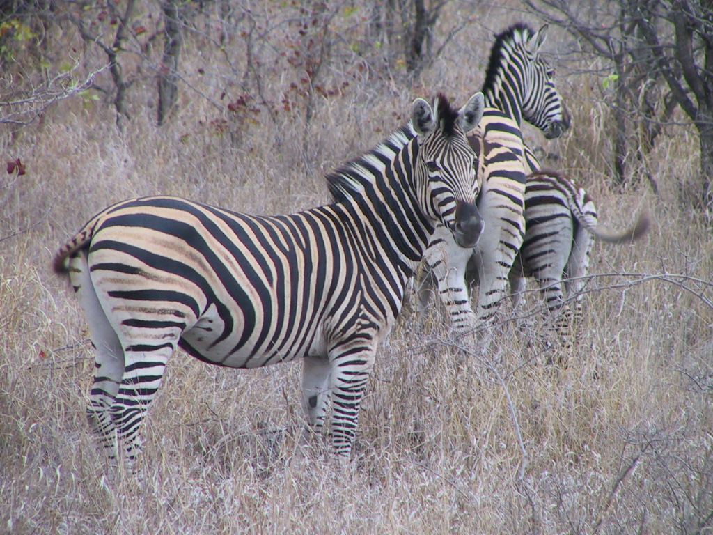 Wallpapers Animals Zebras kruger park Afriqu du sud