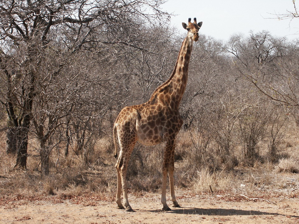 Fonds d'cran Animaux Girafes kruger park afrique du sud