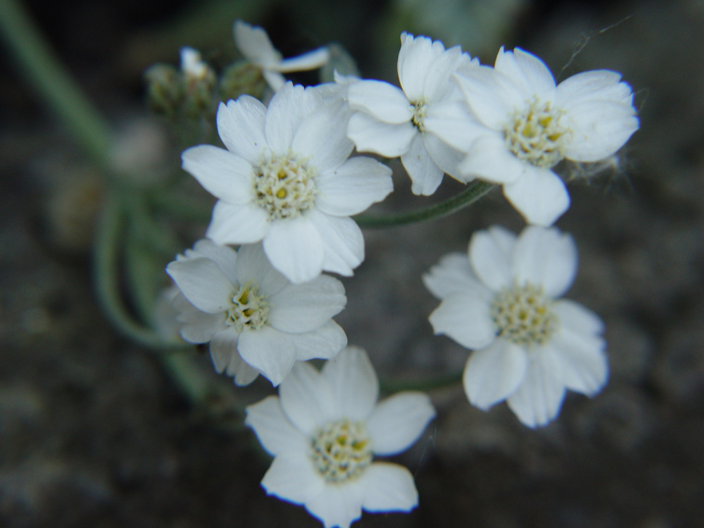 Fonds d'cran Nature Fleurs 