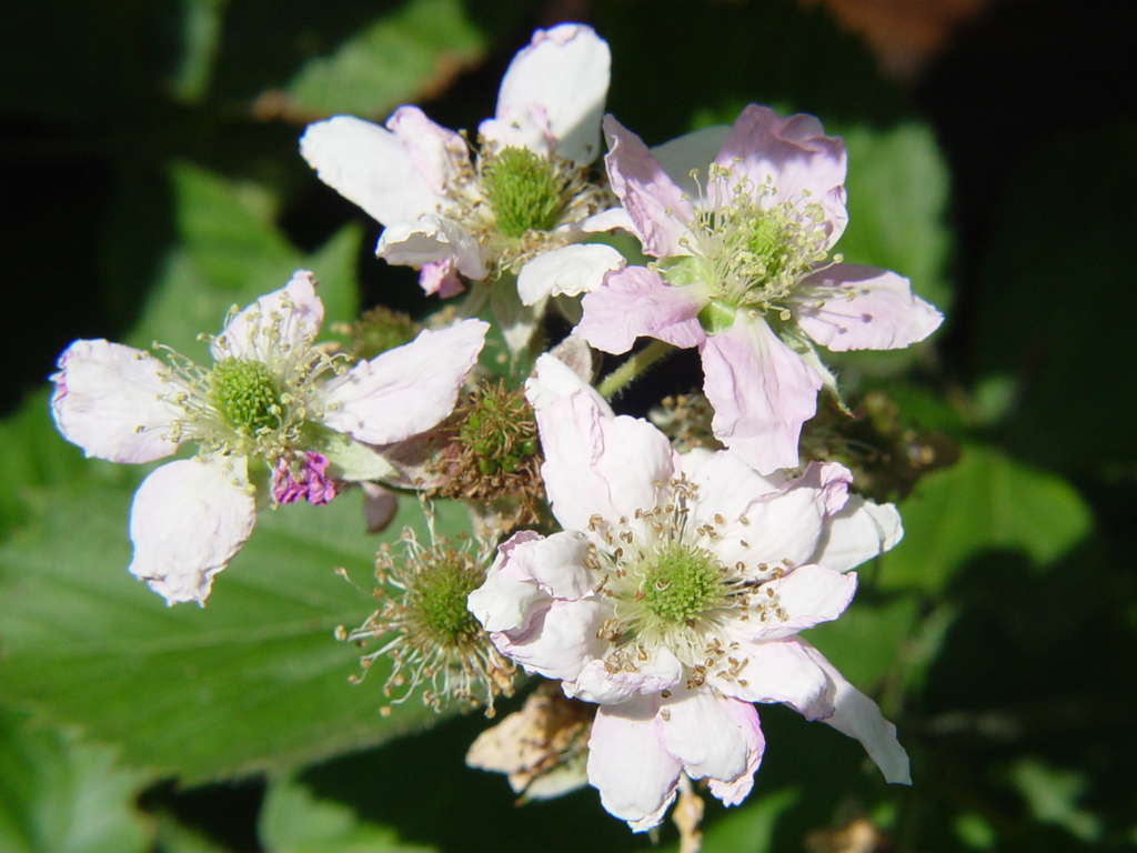 Fonds d'cran Nature Fleurs 