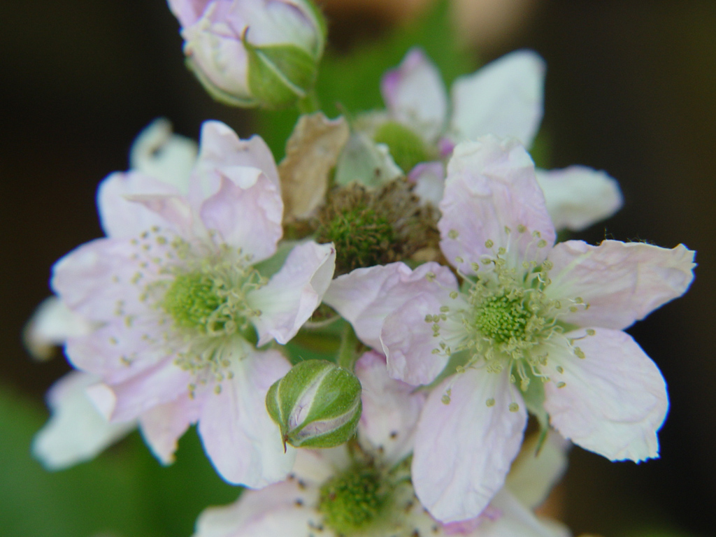 Fonds d'cran Nature Fleurs 