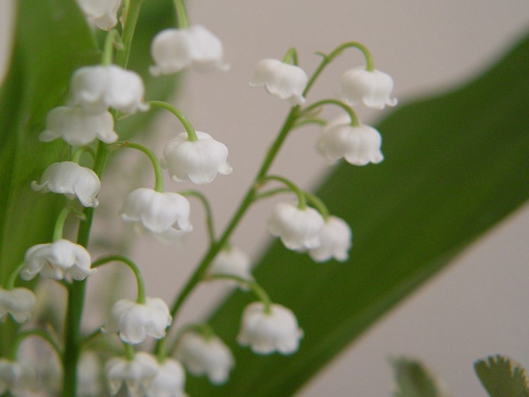 Wallpapers Nature Flowers Le 1er mai, n'oublie pas le muguet