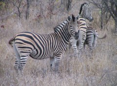 Wallpapers Animals kruger park Afriqu du sud