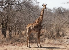 Fonds d'cran Animaux kruger park afrique du sud