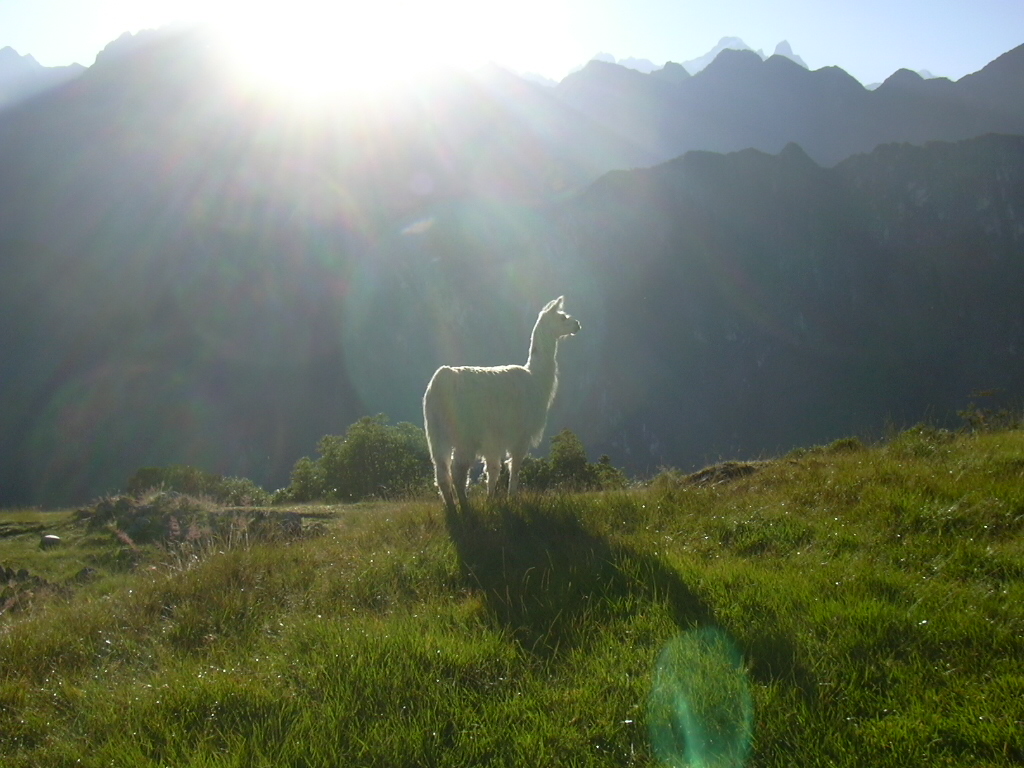 Fonds d'cran Animaux Divers Lama au lever du soleil sur paysage andin