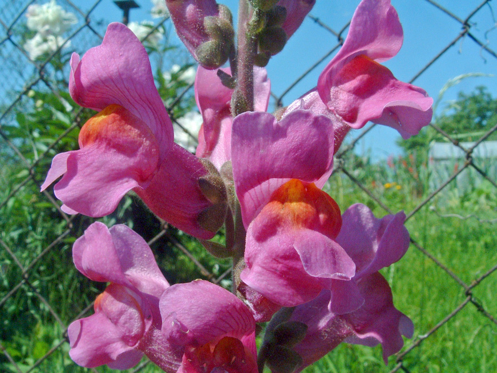 Fonds d'cran Nature Fleurs Fleur au soleil...