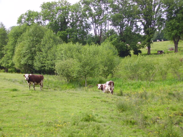 Wallpapers Animals Cows - Bulls - Beef Campagne Normande