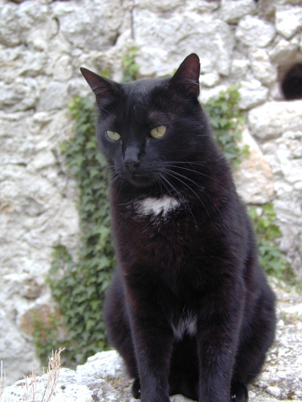 Fonds d'cran Animaux Chats - Chatons Tizizou