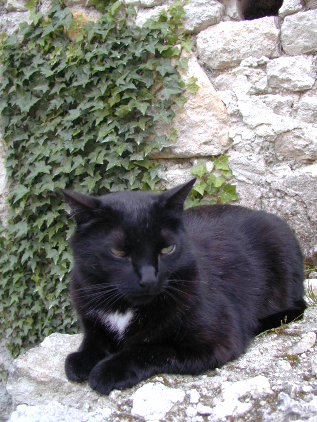 Fonds d'cran Animaux Chats - Chatons Tizizou