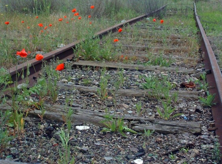 Wallpapers Nature Flowers France : grve SNCF le 02 juin - Pas de trains !